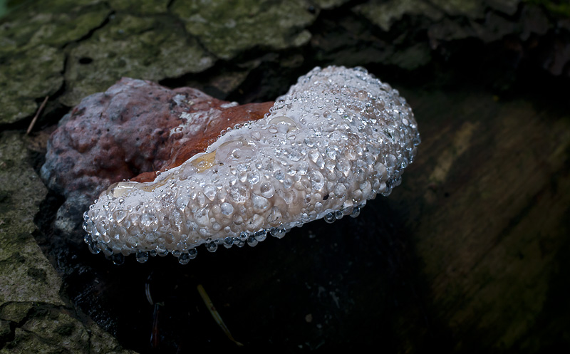 Fomitopsis pinicola